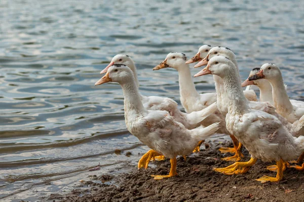 Patos Brancos Gansos Costa Lago Água — Fotografia de Stock