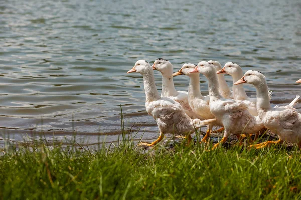 Białych Kaczek Gęsi Brzegu Jezioro Wody — Zdjęcie stockowe