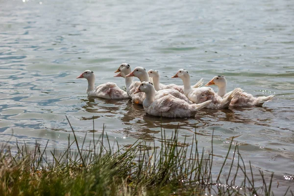 Patos Brancos Gansos Costa Lago Água — Fotografia de Stock