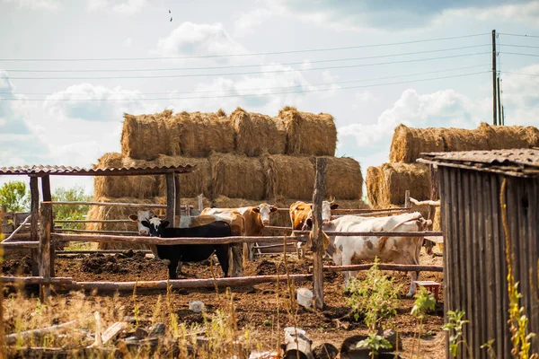 Fienile Rustico Con Mucche — Foto Stock