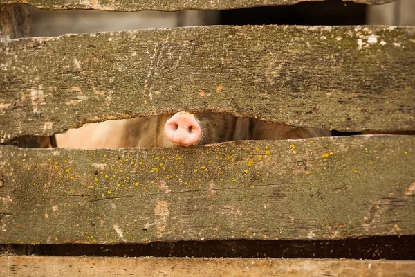 Piglet Pig Farm — Stock Photo, Image