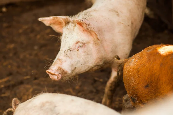 Piglet Pig Farm — Stock Photo, Image