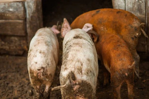 Piglet Pig Farm — Stock Photo, Image