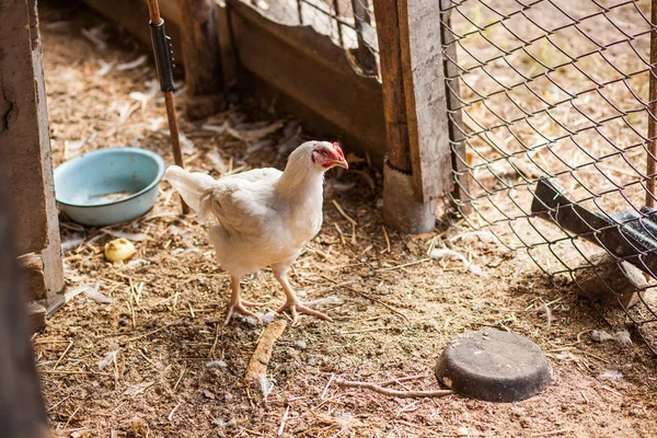 White Chicken Farm — Stock Photo, Image