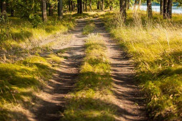 The Sunny dirt road in the woods