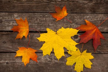 Sarı kırmızı akçaağaç yaprakları koyu kahverengi kurullarında. Sonbahar. Ahşap arka plan.