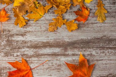 Kırmızı meşe Akçaağaç Sonbahar yaprakları sarı. Ahşap arka plan üzerinde. Doku