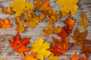 Kırmızı meşe Akçaağaç Sonbahar yaprakları sarı. Ahşap arka plan üzerinde. Doku