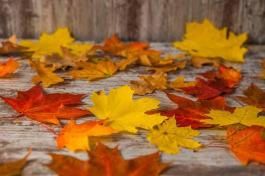 Kırmızı meşe Akçaağaç Sonbahar yaprakları sarı. Ahşap arka plan üzerinde. Doku