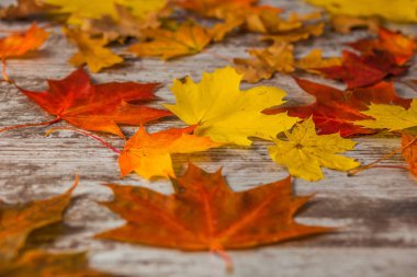 Kırmızı meşe Akçaağaç Sonbahar yaprakları sarı. Ahşap arka plan üzerinde. Doku