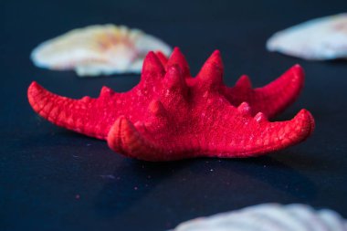 mavi zemin üzerine kırmızı deniz yıldızı