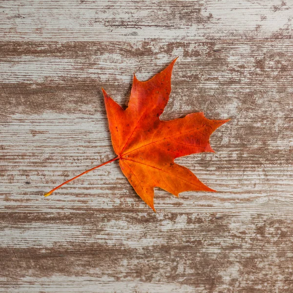 Kırmızı akçaağaç sonbahar yaprakları. Ahşap arka plan üzerinde