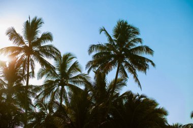 Arka plan gökyüzü güneş mavi palmiye ağaçlarının parlıyor