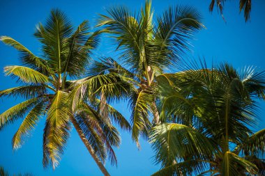 Mavi gökyüzü arka planında hindistan cevizi palmiyeleri