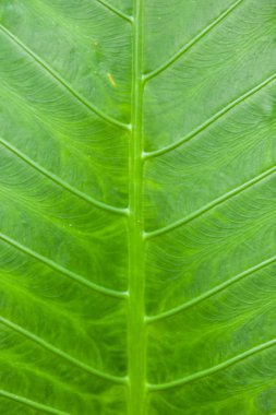 Tropikal bitki yaprak yeşil arka plan doku dikey