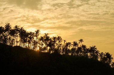 Yükselen güneşin arka planda palmiye ağaçlarının silhouettes