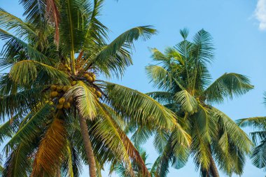 Hindistan cevizi hurma ağacı arka plan dokusu