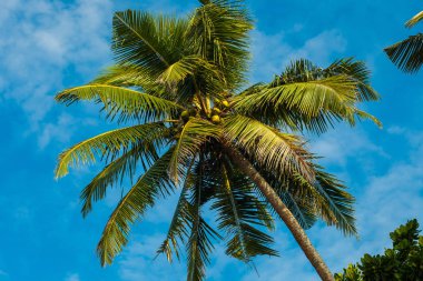 Bir açı arka plan plajda palmiye ağaçlarının