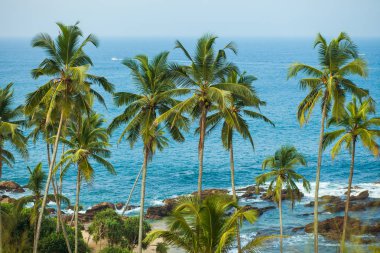 Okyanus arka plan üzerinde palmiye ağaçları