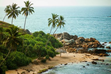 Okyanus arka plan üzerinde palmiye ağaçları