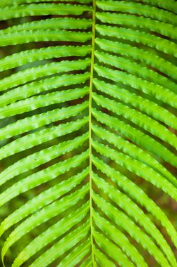 Yeşil tropikal bitkiler eğreltiotu