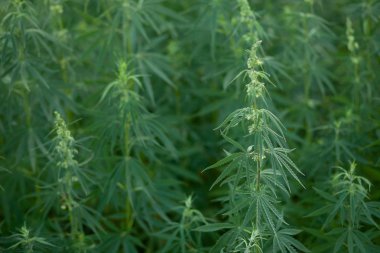 Kenevir ve esrar ekimi