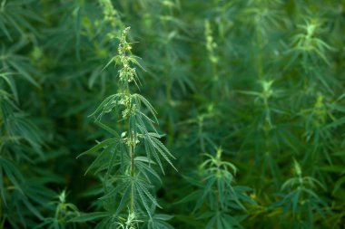 çalılık esrar büyümek