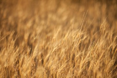 Alan sarı kulaklara. arka plan