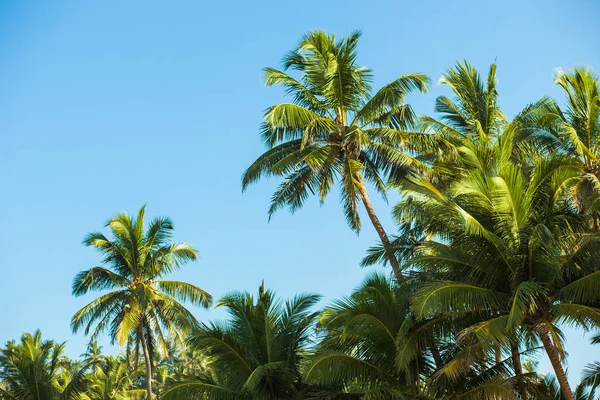 Hindistan cevizi ağacı gökyüzü