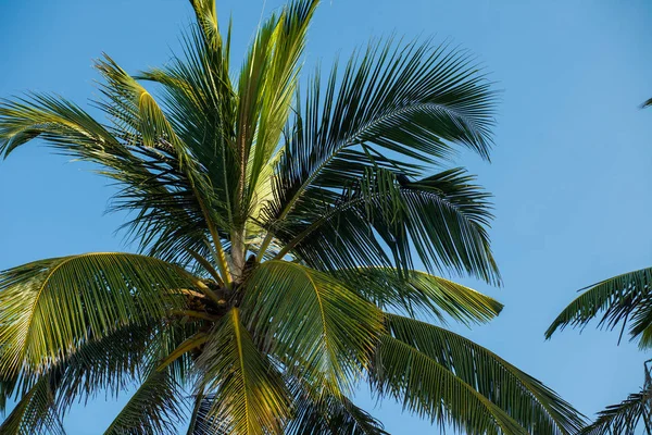Кокосове Дерево Небі — стокове фото