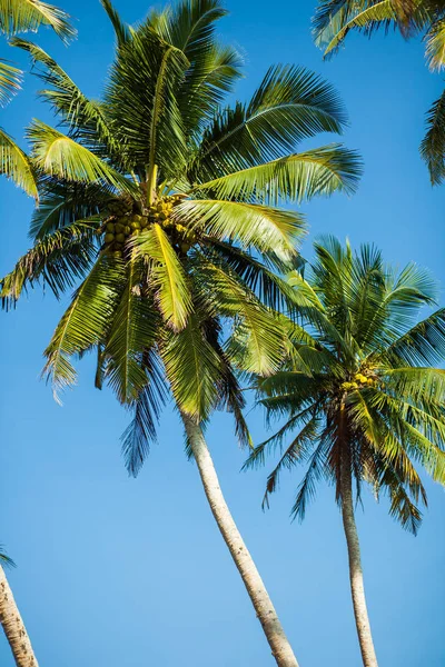 Palmiers Sur Fond Vertical Ciel Bleu — Photo