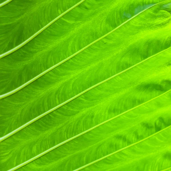 Trópusi Növény Zöld Levél Háttér Textúra — Stock Fotó