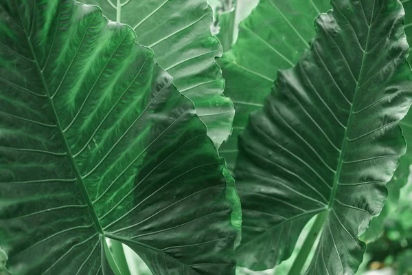 Trópusi Növények Zöld Levelek Háttér Textúra — Stock Fotó