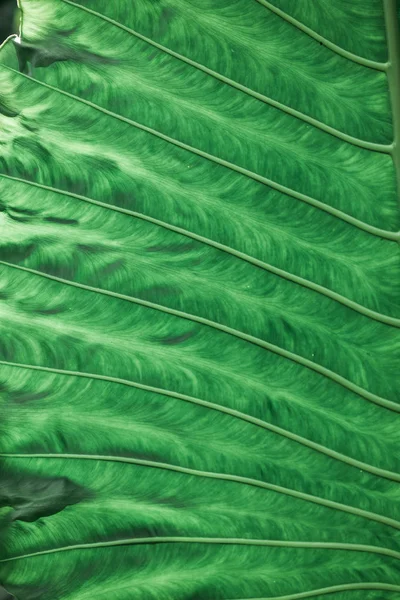 Plantas Tropicales Hojas Verdes Textura Fondo — Foto de Stock