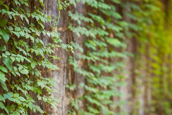 Grüne Schlingpflanze Auf Steinmauer Hintergrund Textur — Stockfoto