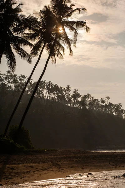 Siluetas Palmeras Fondo Del Sol Naciente —  Fotos de Stock