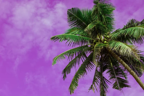 紫色背景下的棕榈树 — 图库照片