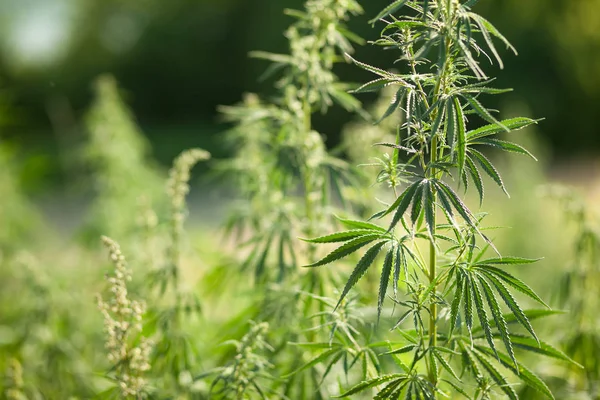 Vahşi esrar büyüyen doğa içinde