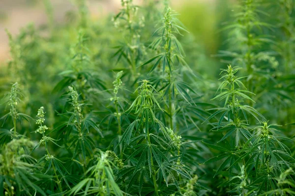 Vahşi esrar büyüyen doğa içinde