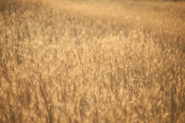 Gelbe Ohren Auf Dem Feld Hintergrund — Stockfoto