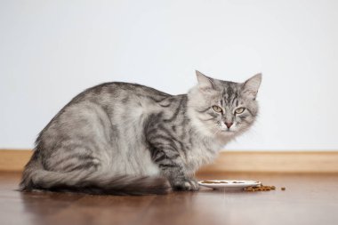 Sibirya doğurmak gri tüylü kedi