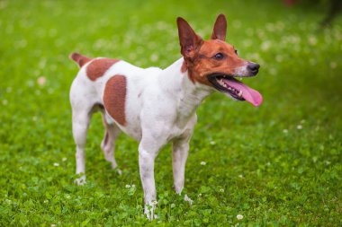 Jack Russell Terrier çimlerin üzerinde duruyor.