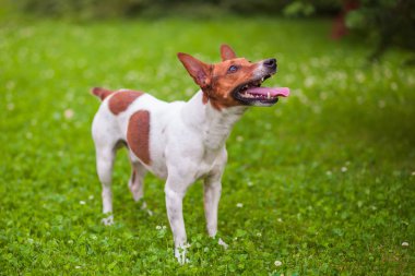 Jack Russell Terrier çimlerin üzerinde duruyor.
