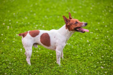 Jack Russell Terrier çimlerin üzerinde duruyor.