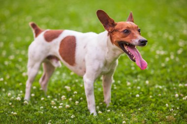 Onun dilini sıkışmış köpek