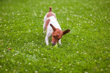 Jack Russell Terrier çimlerde topuyla oynayan köpek