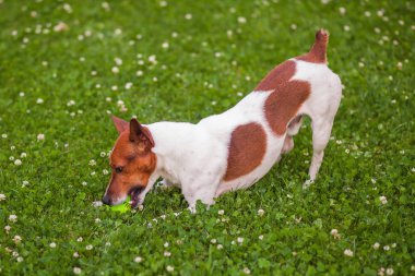 Jack Russell Terrier çimlerde topuyla oynayan köpek