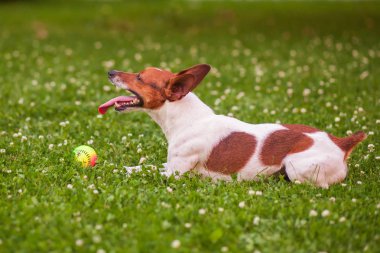 Onun dilini sıkışmış köpek