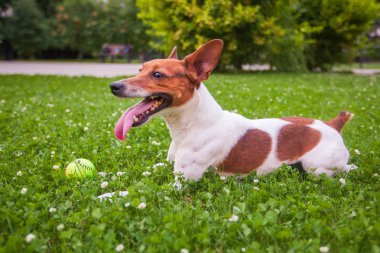 Onun dilini sıkışmış köpek