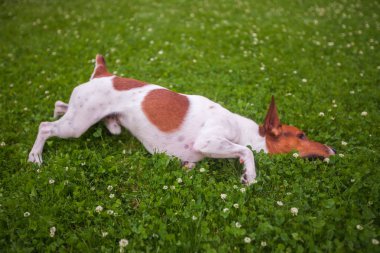 Yalan çimenlikte, Jack Russell Terrier köpek